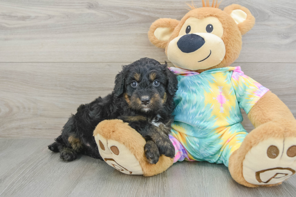 Funny Mini Aussiedoodle Poodle Mix Pup