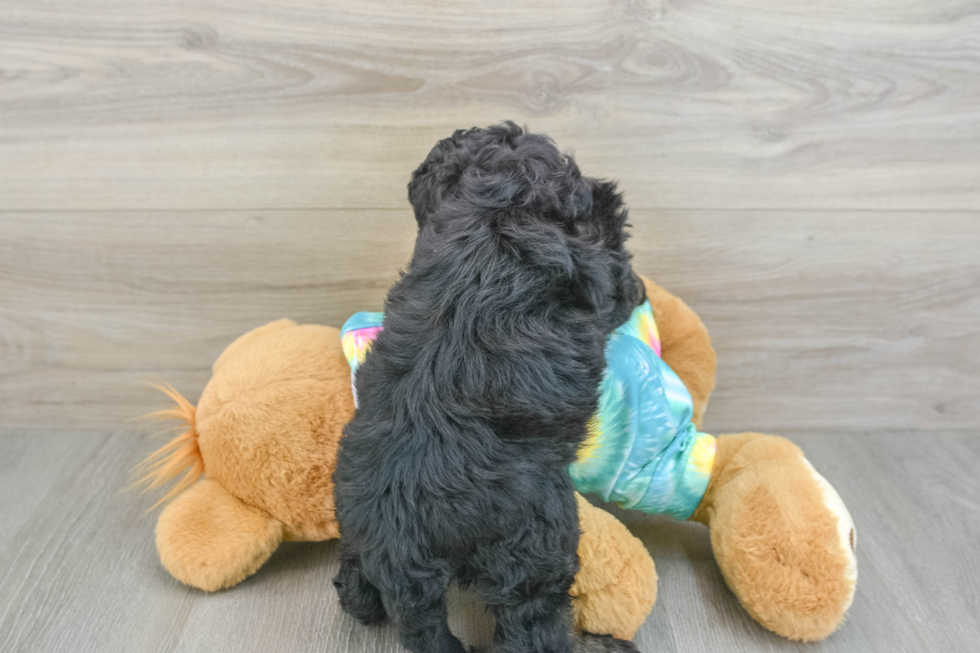 Popular Mini Aussiedoodle Poodle Mix Pup