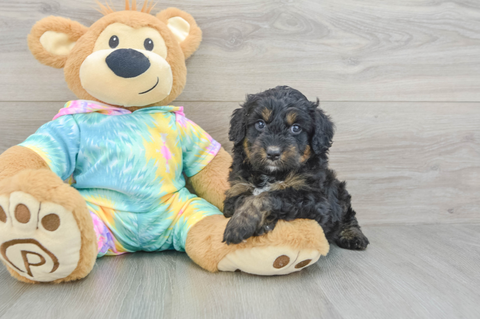 Adorable Mini Australian Shepherd X Poodle Mix Poodle Mix Puppy
