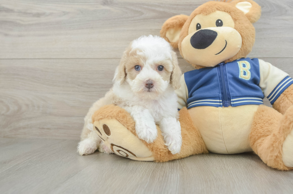 5 week old Mini Aussiedoodle Puppy For Sale - Simply Southern Pups