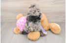 Mini Aussiedoodle Puppy for Adoption