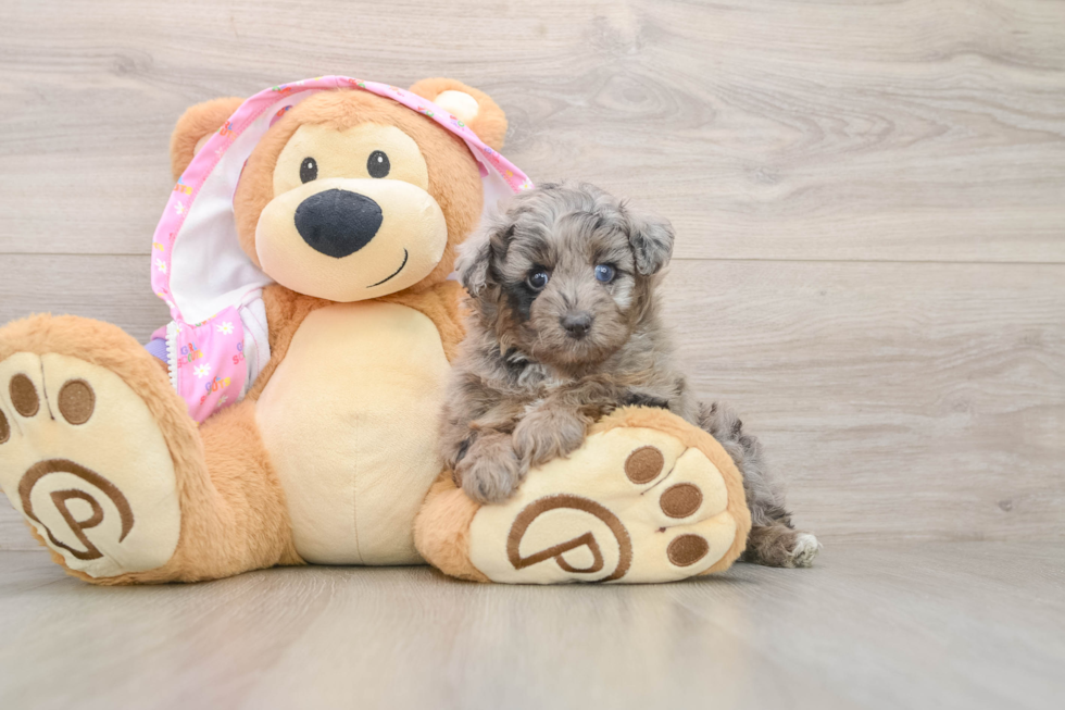Best Mini Aussiedoodle Baby