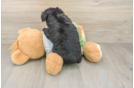 Mini Aussiedoodle Puppy for Adoption