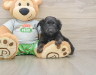 7 week old Mini Aussiedoodle Puppy For Sale - Simply Southern Pups