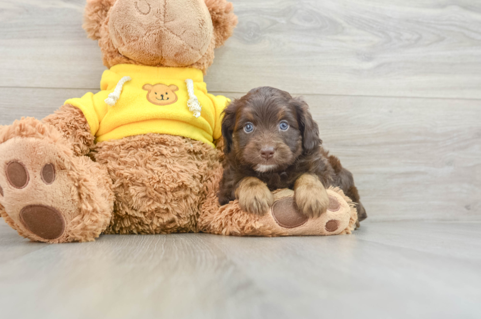 7 week old Mini Aussiedoodle Puppy For Sale - Simply Southern Pups