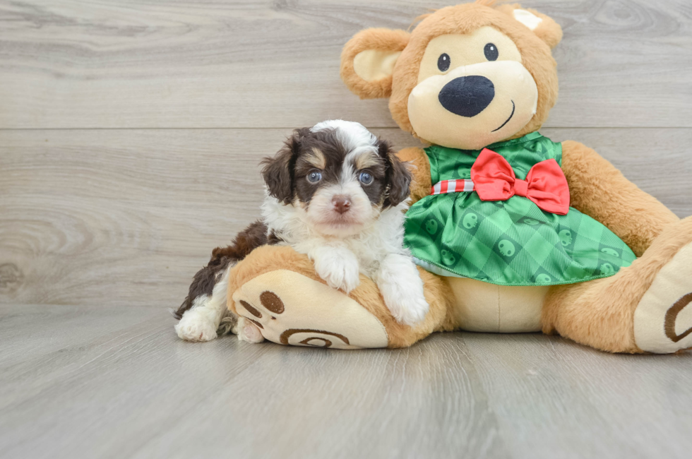 5 week old Mini Aussiedoodle Puppy For Sale - Simply Southern Pups