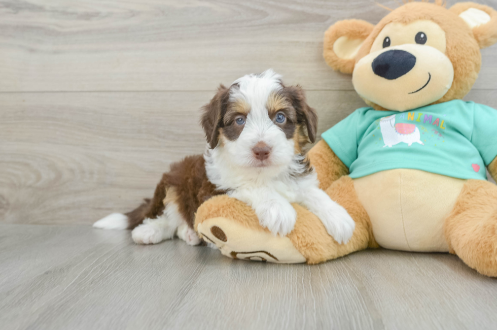 5 week old Mini Aussiedoodle Puppy For Sale - Simply Southern Pups