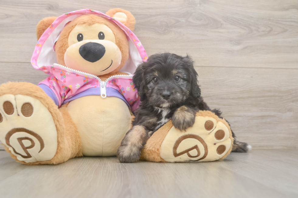 6 week old Mini Aussiedoodle Puppy For Sale - Simply Southern Pups
