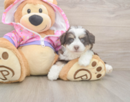 5 week old Mini Aussiedoodle Puppy For Sale - Simply Southern Pups