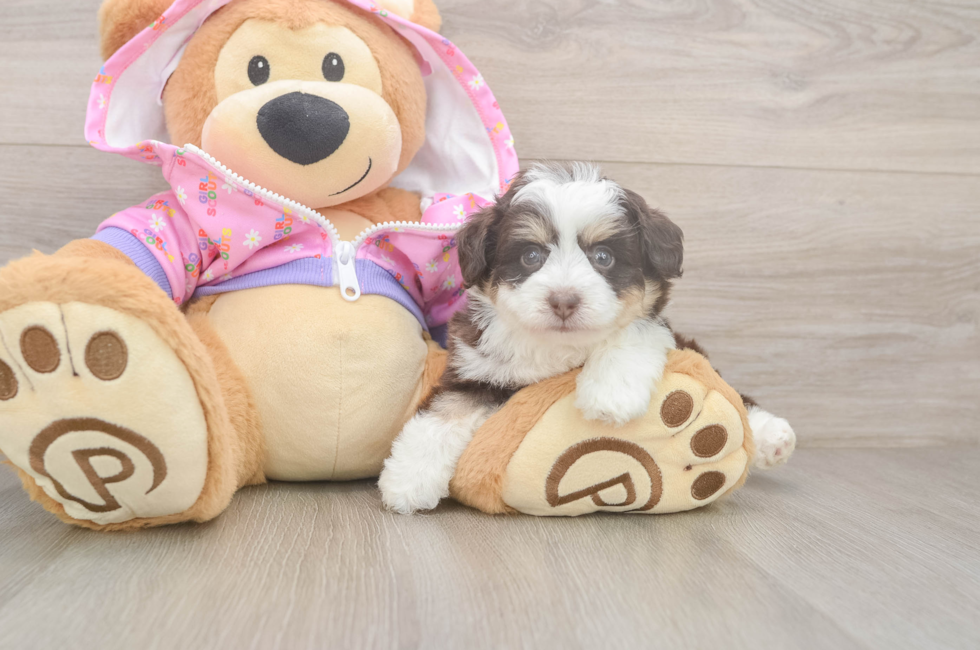 5 week old Mini Aussiedoodle Puppy For Sale - Simply Southern Pups
