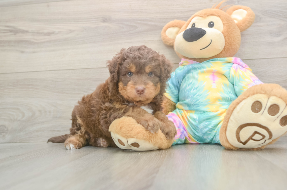 5 week old Mini Aussiedoodle Puppy For Sale - Simply Southern Pups