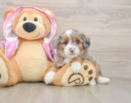 7 week old Mini Aussiedoodle Puppy For Sale - Simply Southern Pups