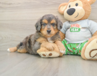 6 week old Mini Aussiedoodle Puppy For Sale - Simply Southern Pups
