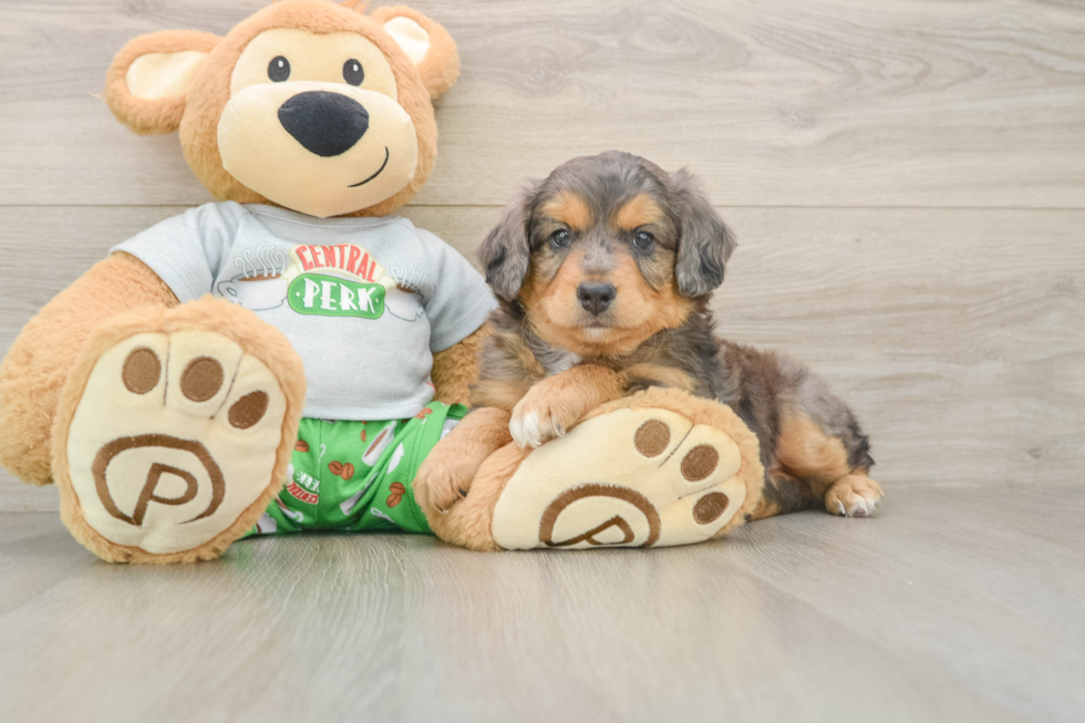 Best Mini Aussiedoodle Baby