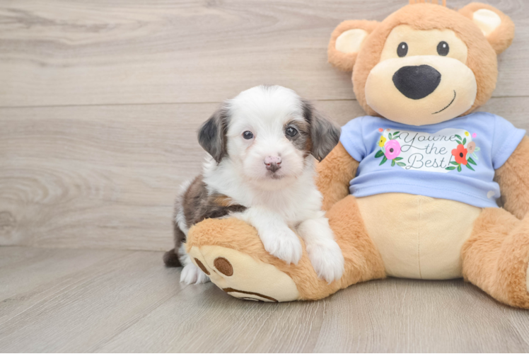 Petite Mini Aussiedoodle Poodle Mix Pup