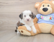 8 week old Mini Aussiedoodle Puppy For Sale - Simply Southern Pups