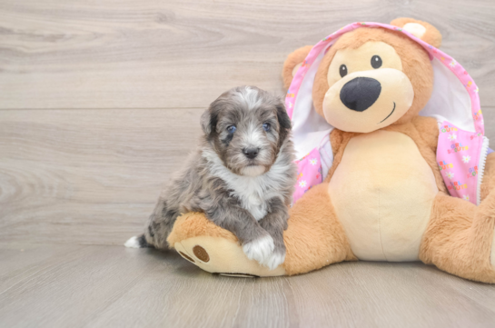 Small Mini Aussiedoodle Baby