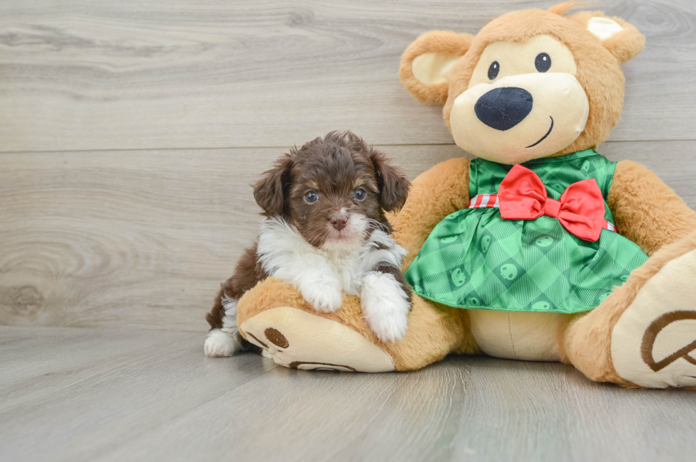 5 week old Mini Aussiedoodle Puppy For Sale - Simply Southern Pups