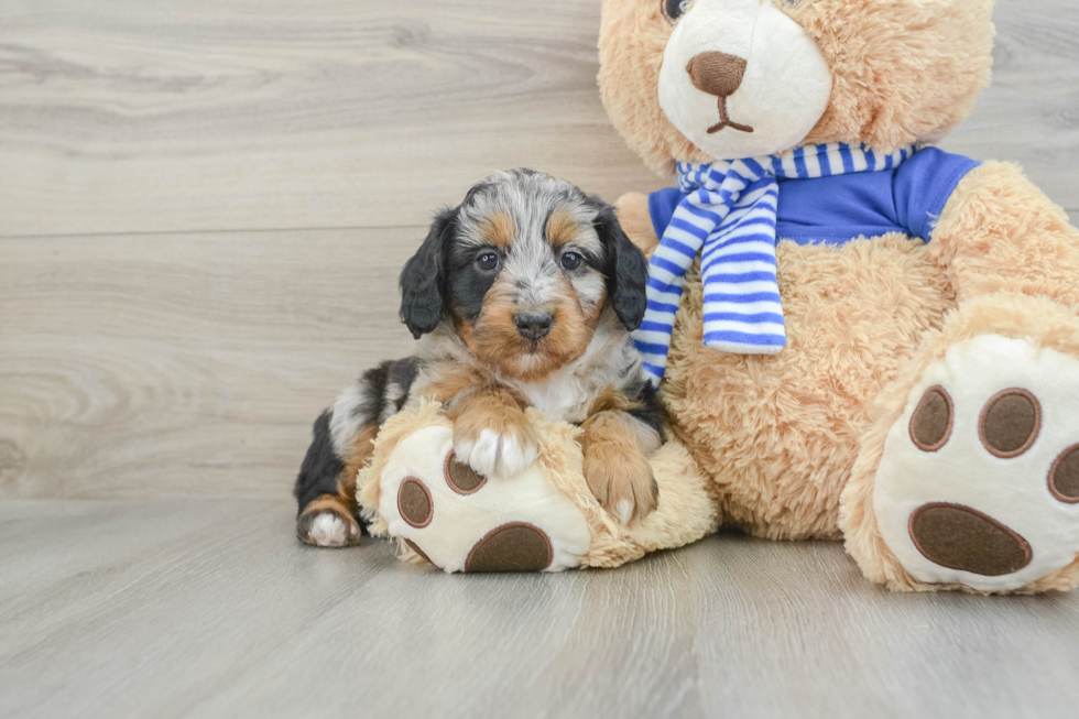 Mini Aussiedoodle Pup Being Cute