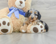 7 week old Mini Aussiedoodle Puppy For Sale - Simply Southern Pups