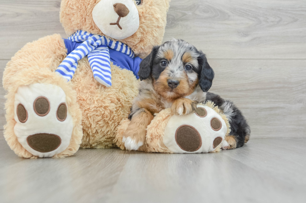 7 week old Mini Aussiedoodle Puppy For Sale - Simply Southern Pups