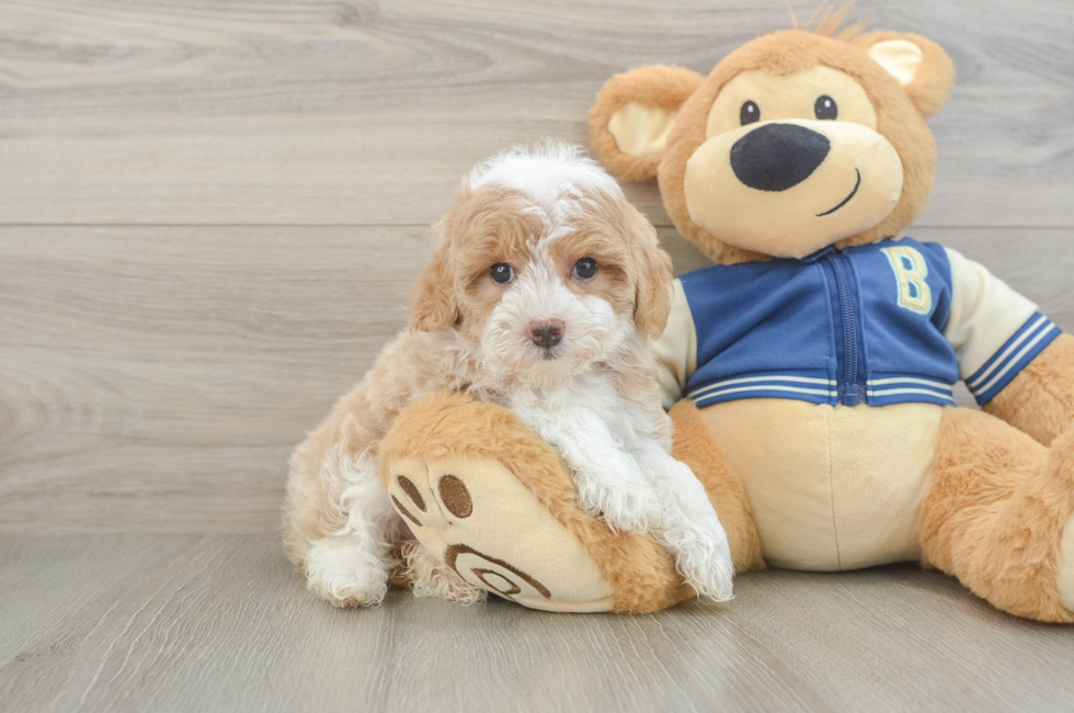 5 week old Mini Aussiedoodle Puppy For Sale - Simply Southern Pups