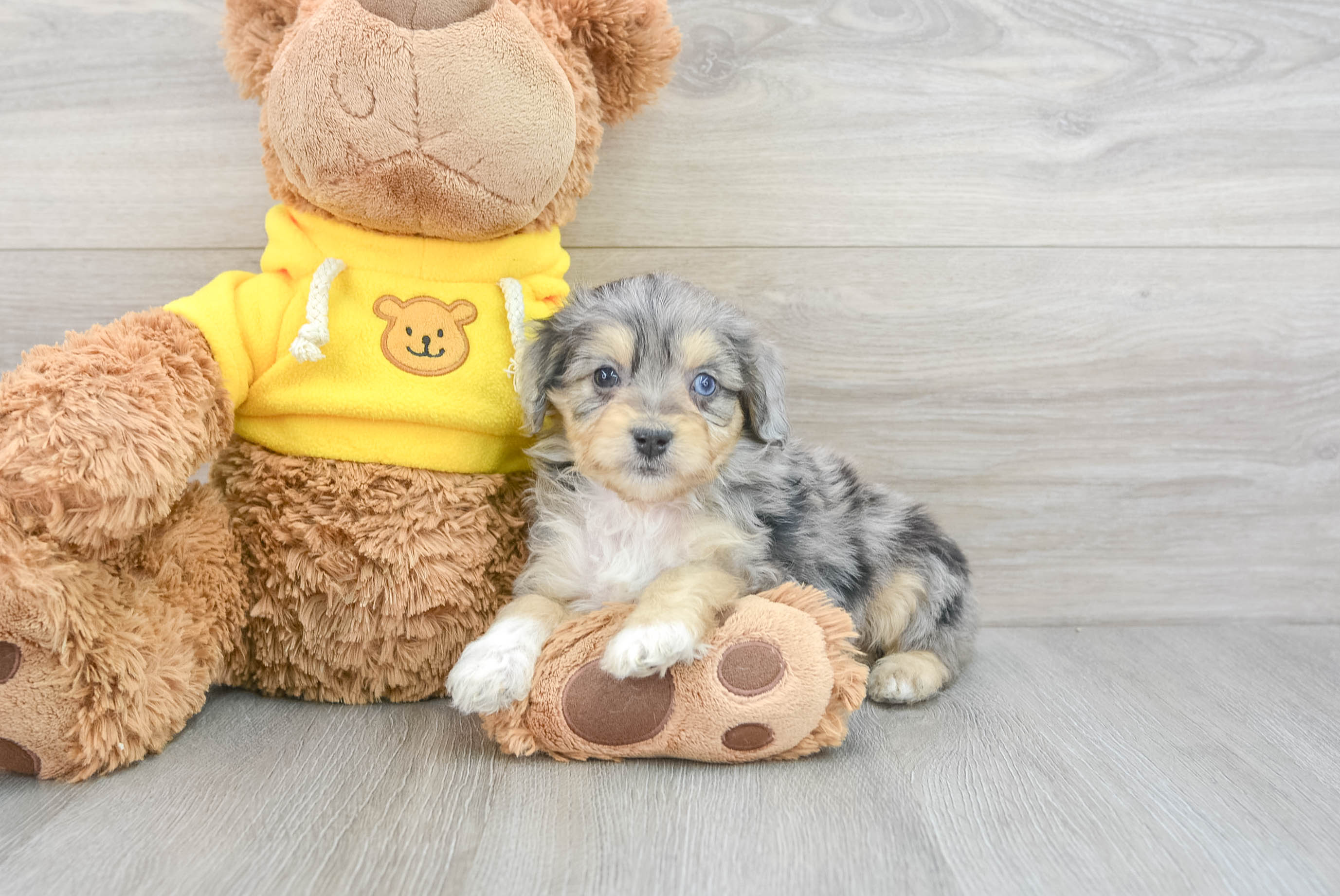 Mini best sale aussiedoodle adoption