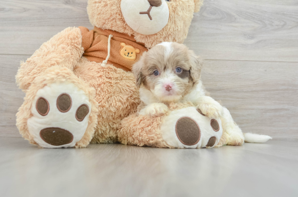 9 week old Mini Aussiedoodle Puppy For Sale - Simply Southern Pups