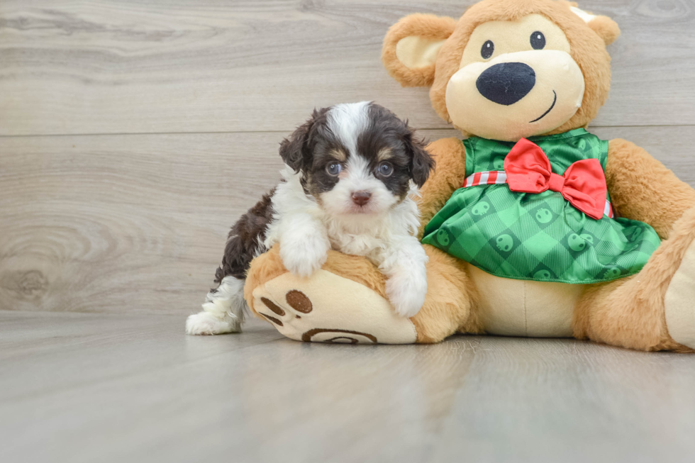 Cute Mini Aussiedoodle Baby