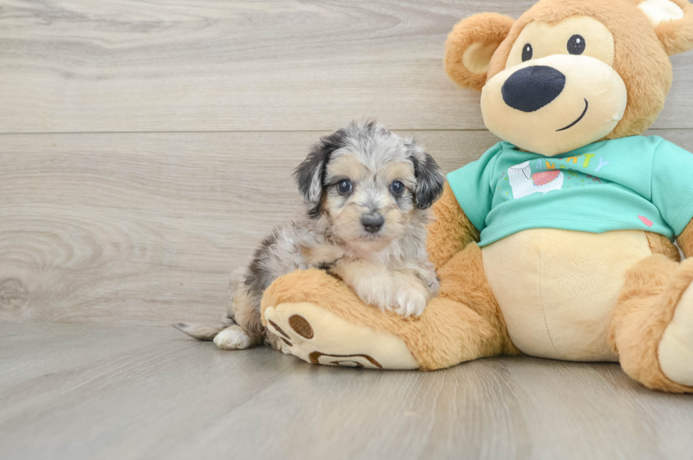 5 week old Mini Aussiedoodle Puppy For Sale - Simply Southern Pups