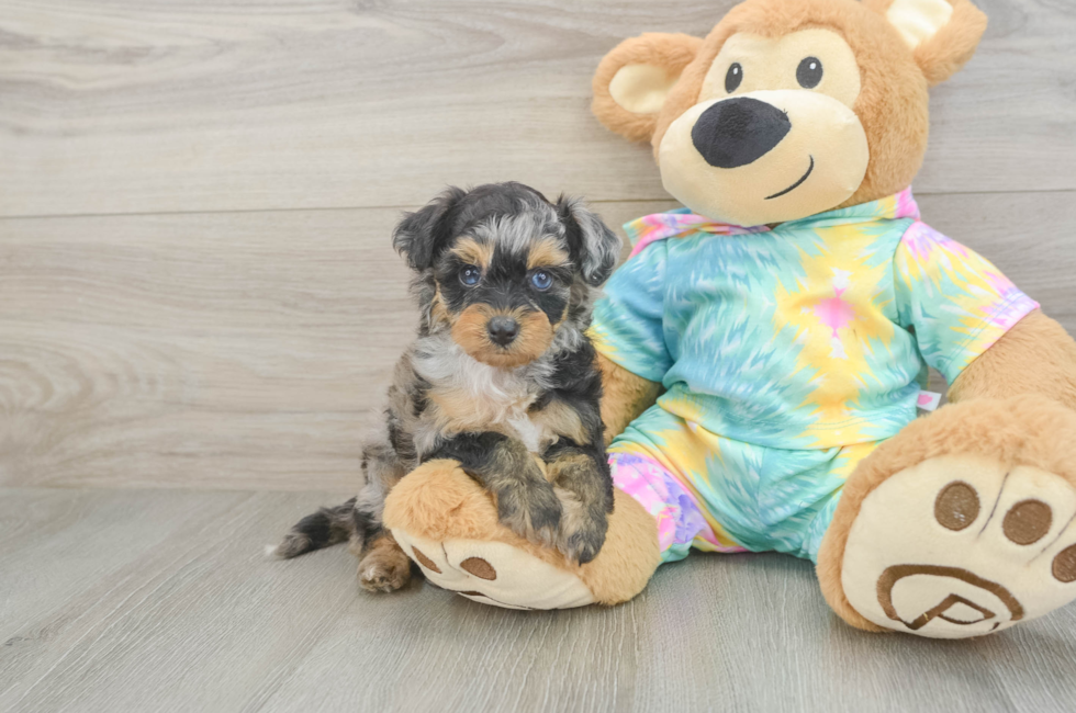 5 week old Mini Aussiedoodle Puppy For Sale - Simply Southern Pups