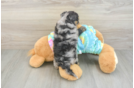 Petite Mini Aussiedoodle Poodle Mix Pup