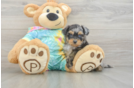 Happy Mini Aussiedoodle Baby