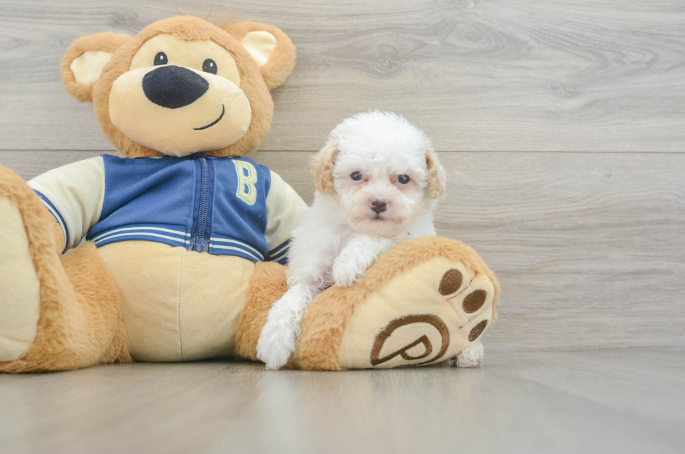 5 week old Mini Aussiedoodle Puppy For Sale - Simply Southern Pups