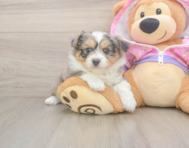 5 week old Mini Aussiedoodle Puppy For Sale - Simply Southern Pups
