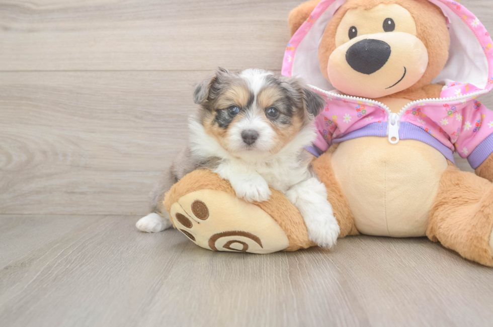 5 week old Mini Aussiedoodle Puppy For Sale - Simply Southern Pups