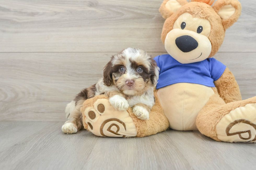 6 week old Mini Aussiedoodle Puppy For Sale - Simply Southern Pups