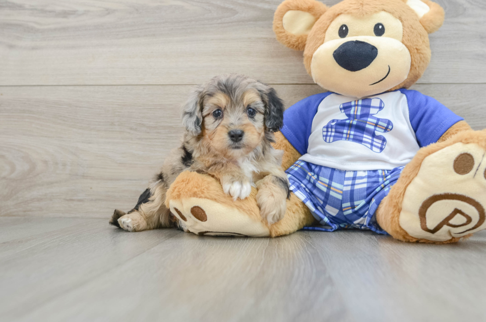 6 week old Mini Aussiedoodle Puppy For Sale - Simply Southern Pups