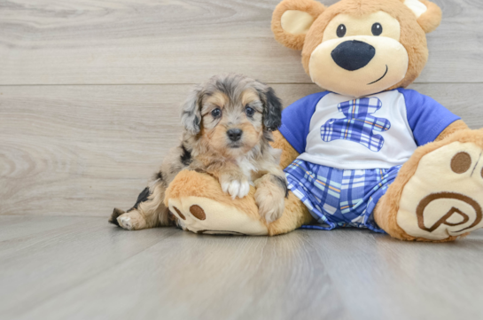 Happy Mini Aussiedoodle Baby