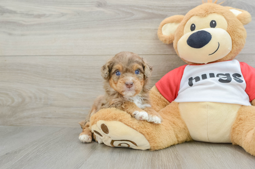 5 week old Mini Aussiedoodle Puppy For Sale - Simply Southern Pups