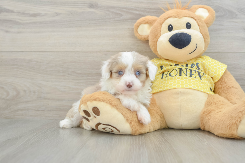 6 week old Mini Aussiedoodle Puppy For Sale - Simply Southern Pups