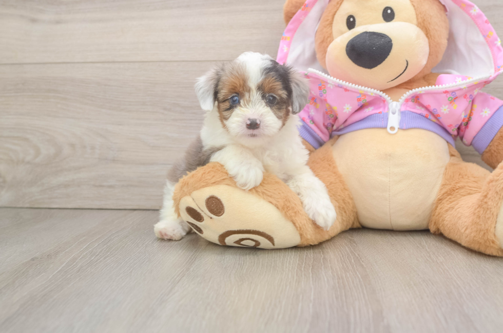 6 week old Mini Aussiedoodle Puppy For Sale - Simply Southern Pups