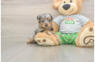 Best Mini Aussiedoodle Baby
