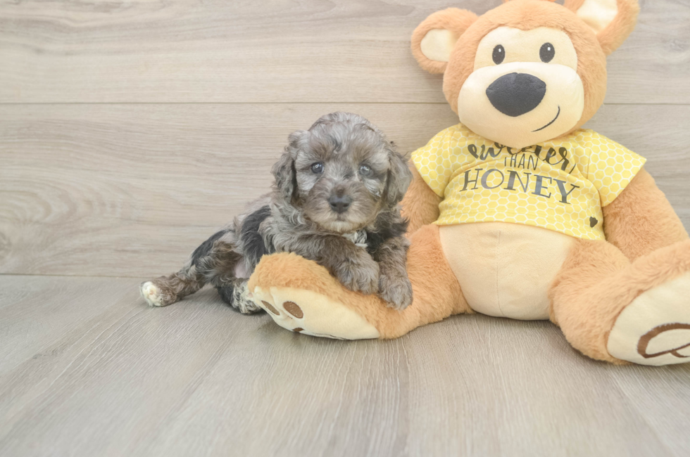 5 week old Mini Aussiedoodle Puppy For Sale - Simply Southern Pups