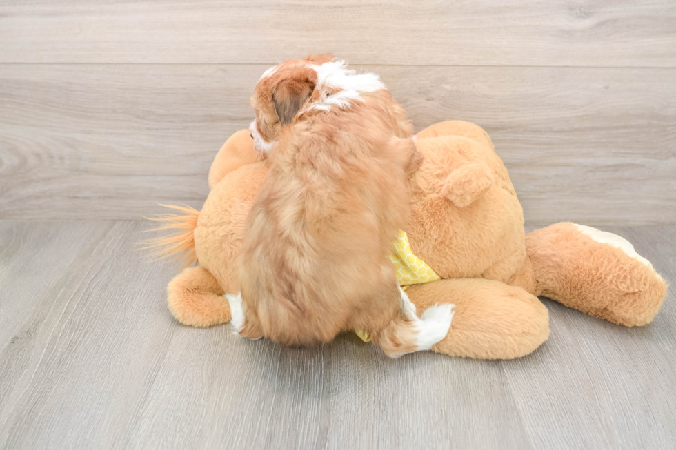 Cute Mini Aussiedoodle Baby