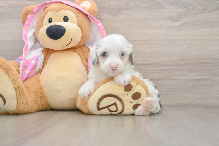 Cute Mini Aussiedoodle Baby