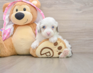 7 week old Mini Aussiedoodle Puppy For Sale - Simply Southern Pups