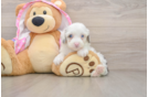 Cute Mini Aussiedoodle Baby