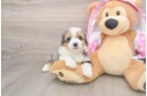 Best Mini Aussiedoodle Baby