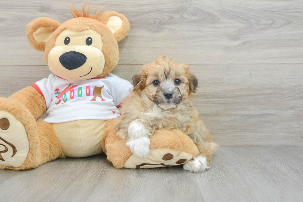 Playful Mini Aussiepoodle Poodle Mix Puppy